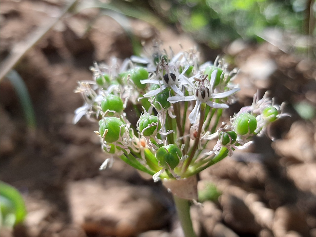 Allium nigrum