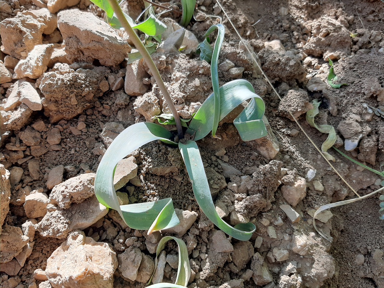Allium nigrum