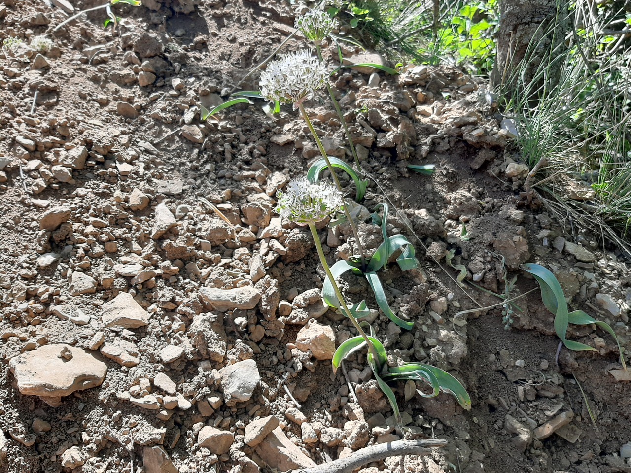 Allium nigrum