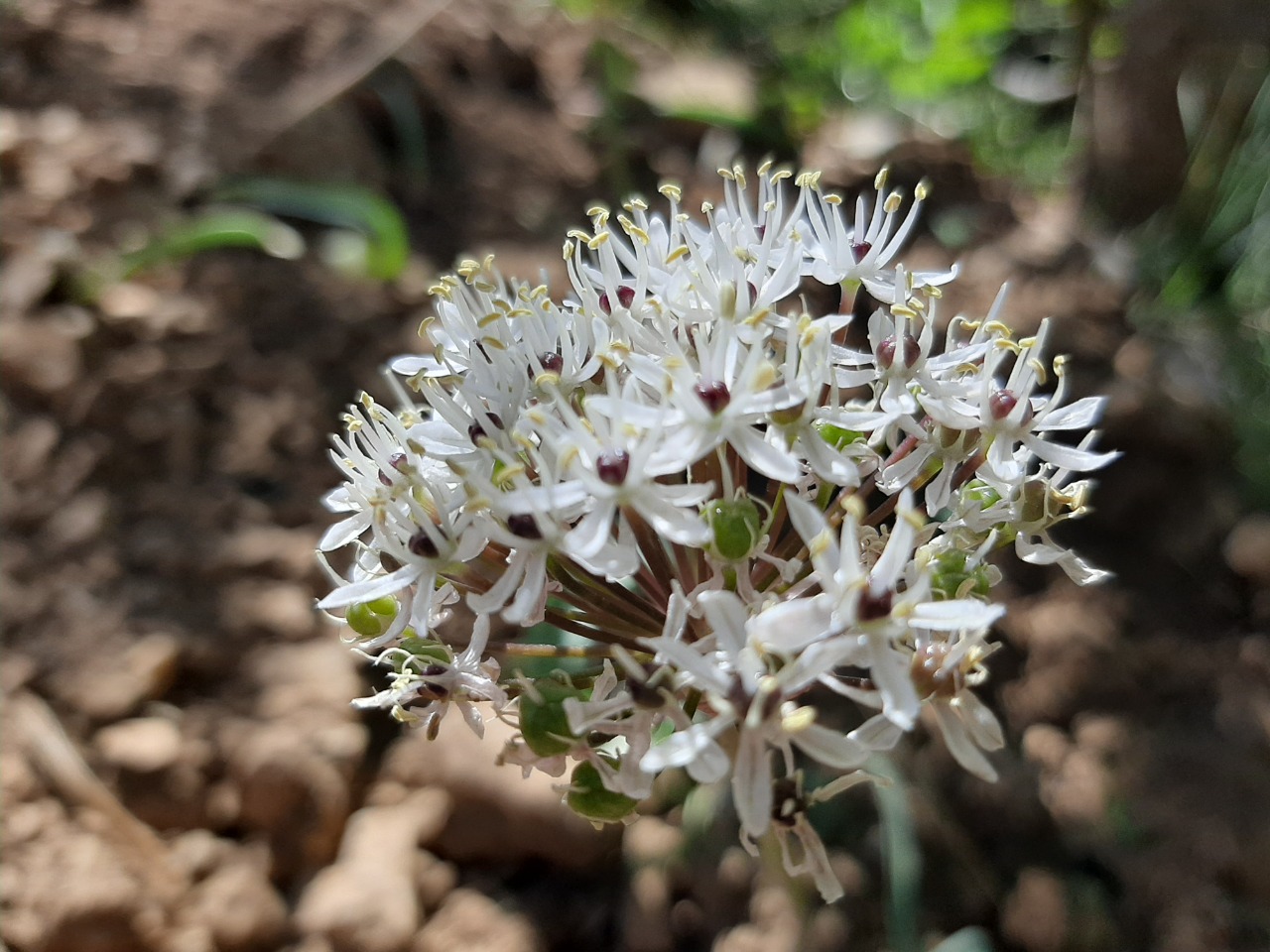 Allium nigrum