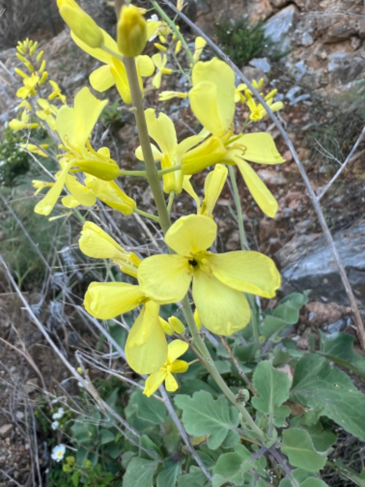 Brassica cretica