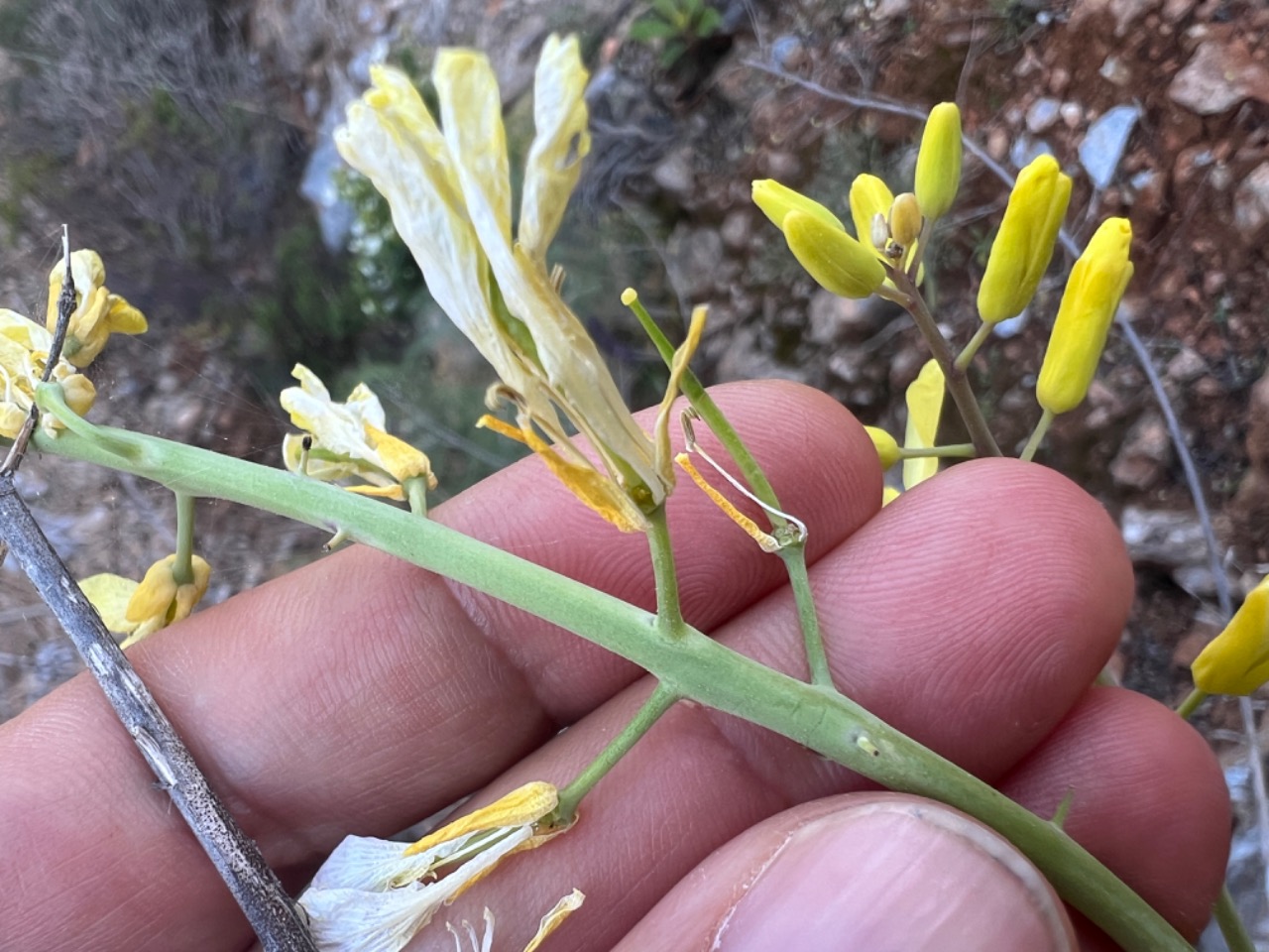 Brassica cretica