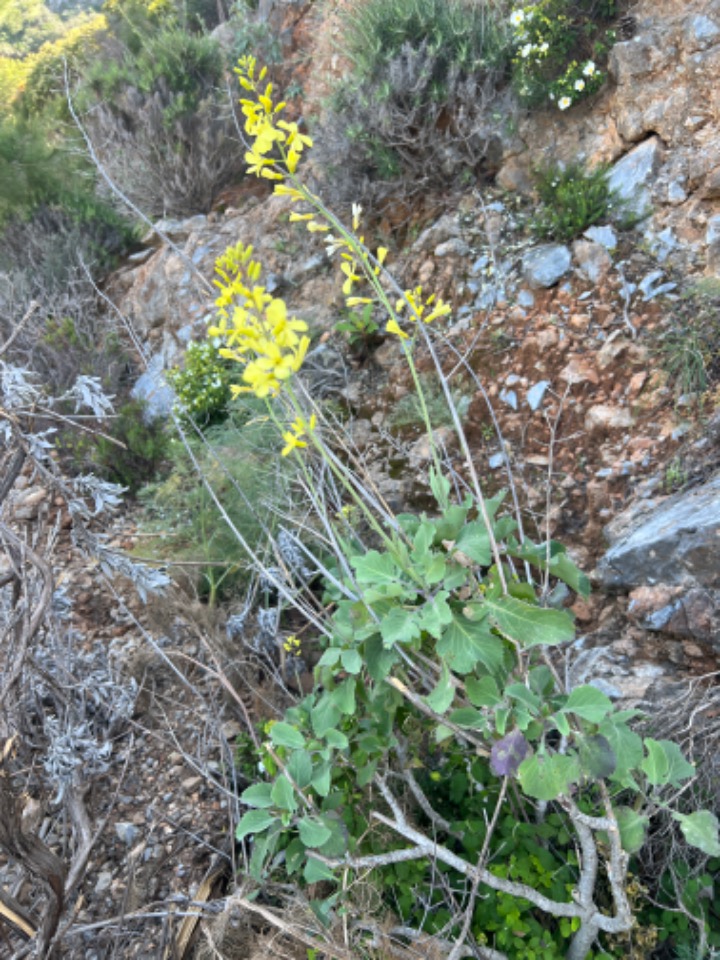 Brassica cretica