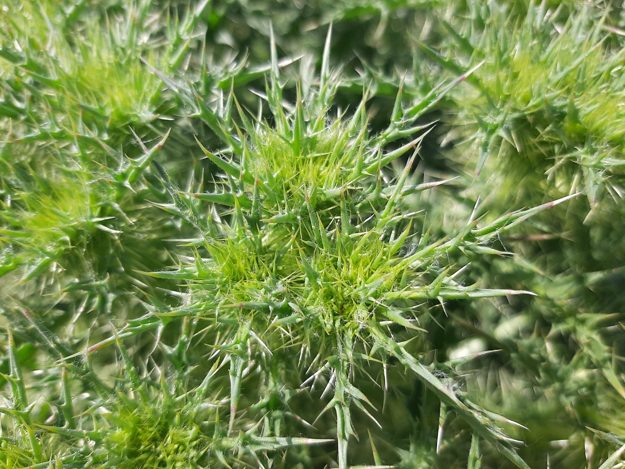 Cardopatium corymbosum