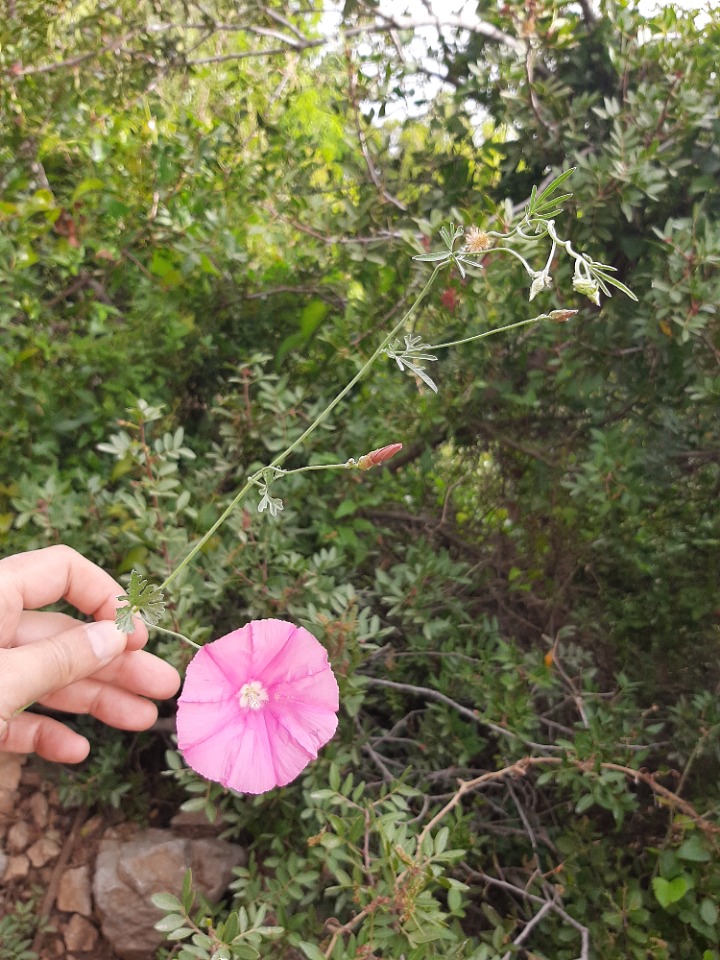 Convolvulus althaeoides