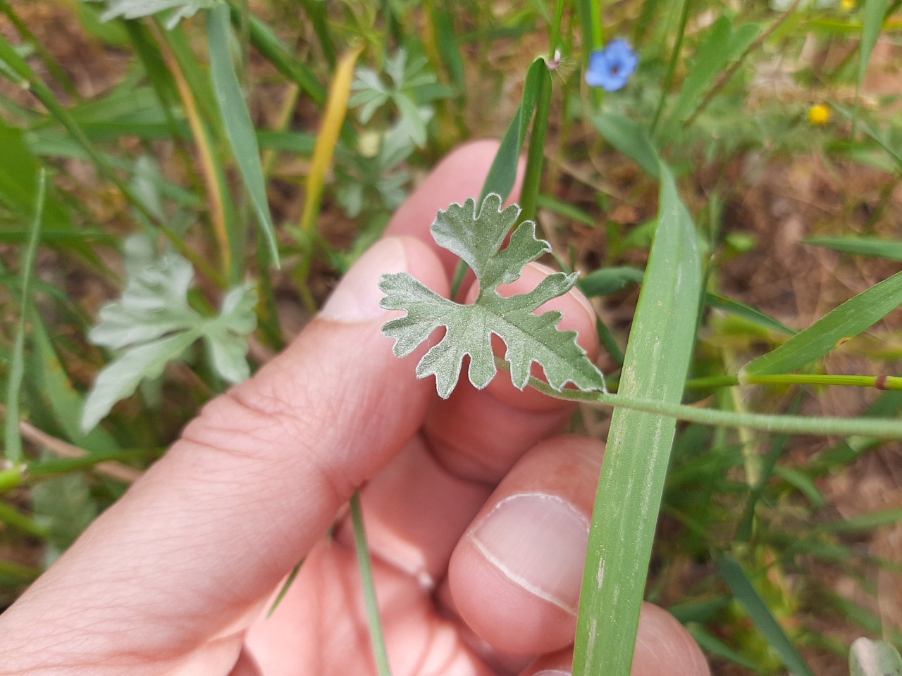 Convolvulus althaeoides