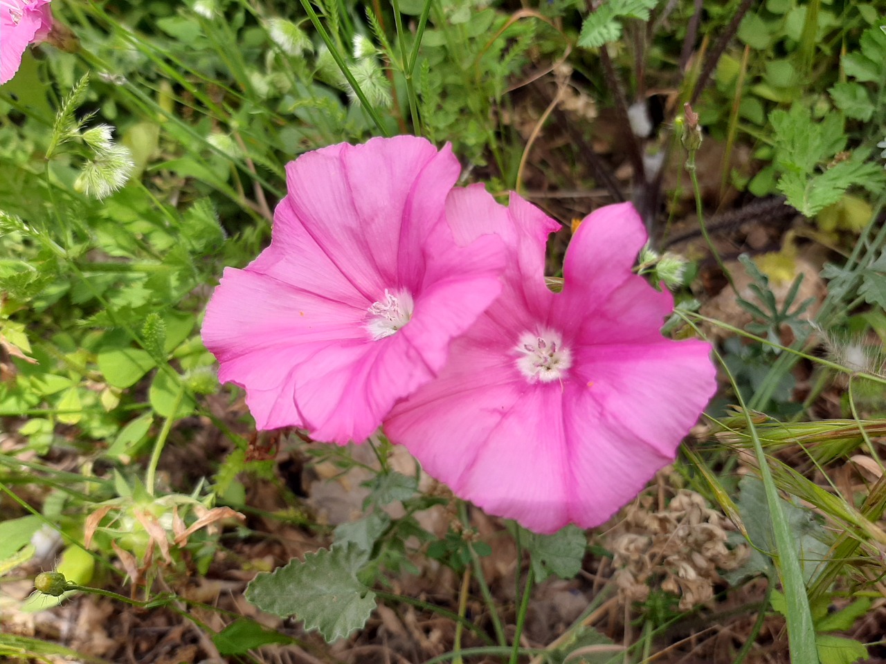 Convolvulus althaeoides