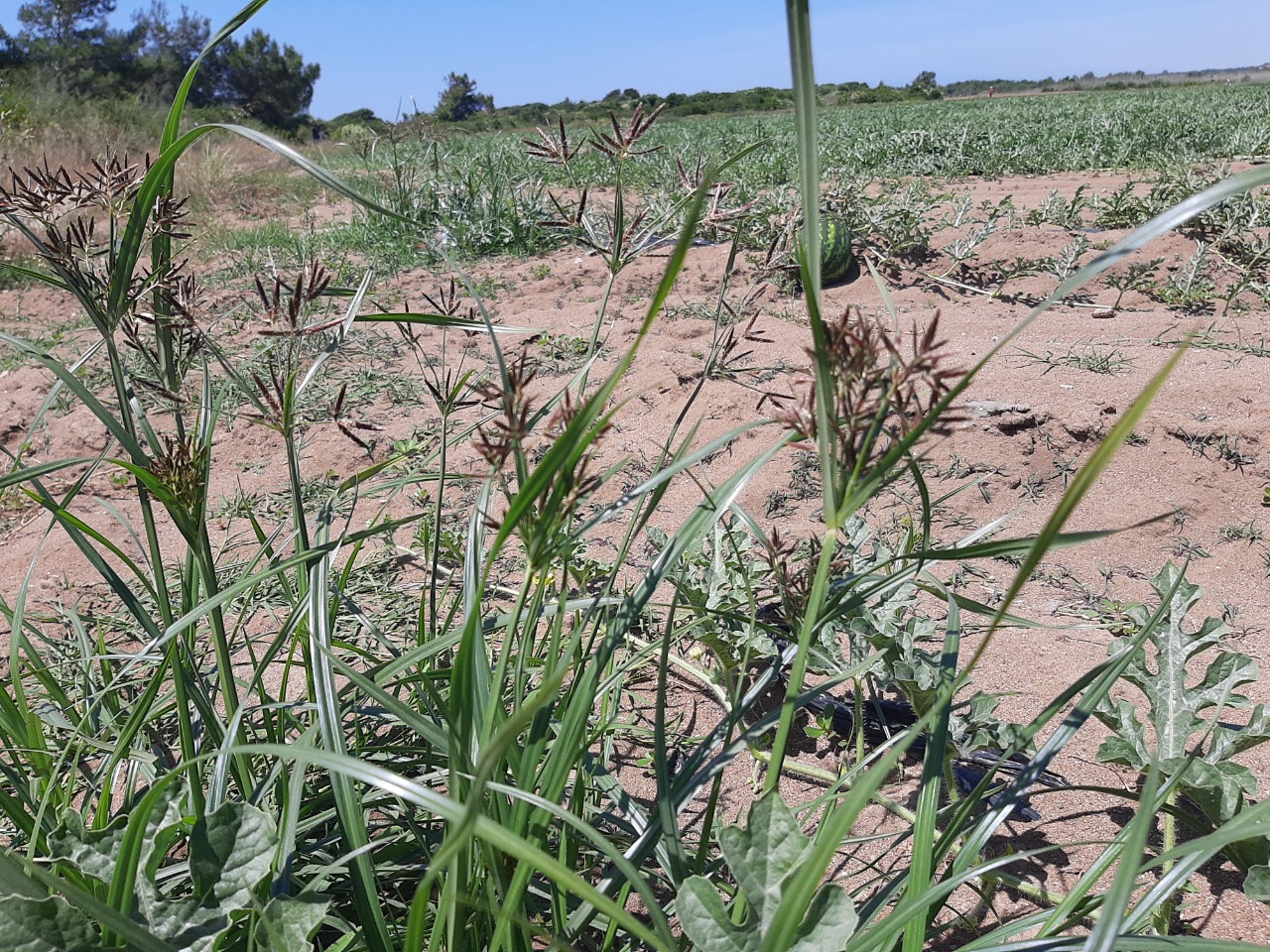 Cyperus rotundus