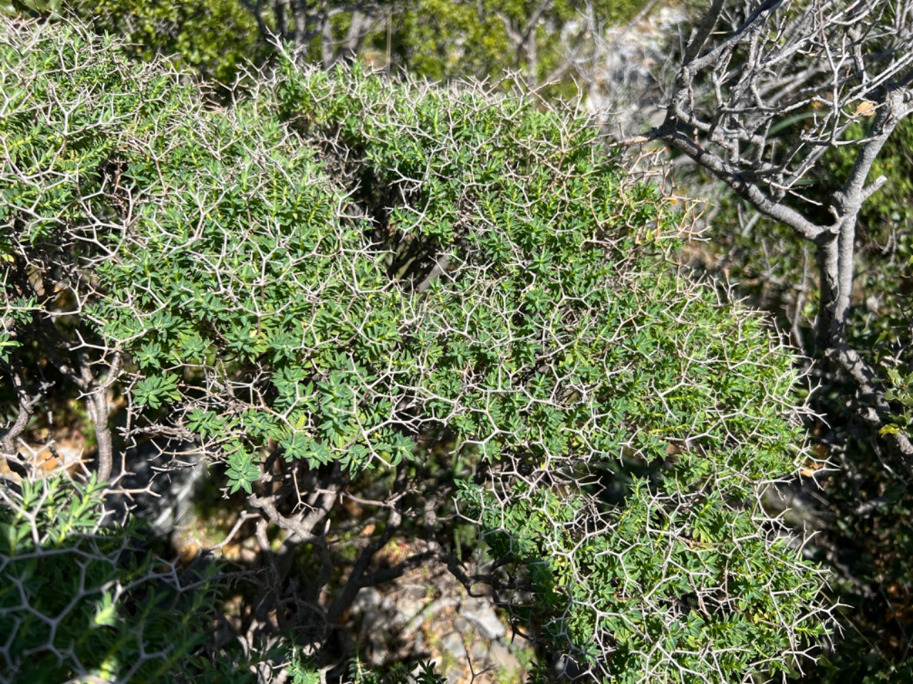 Euphorbia acanthothamnos