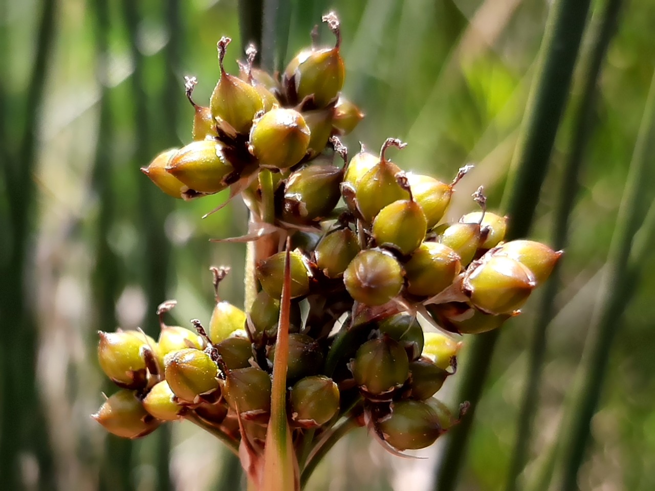 Juncus acutus