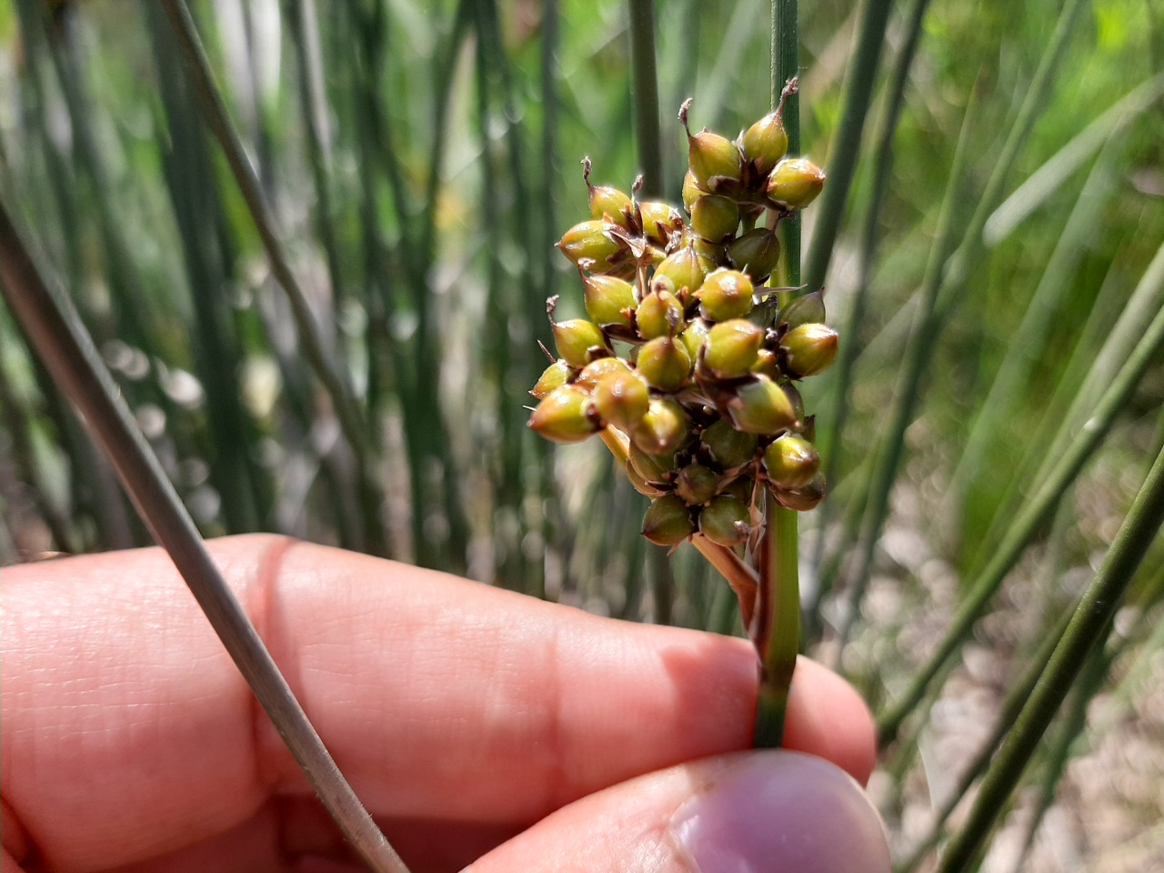 Juncus acutus