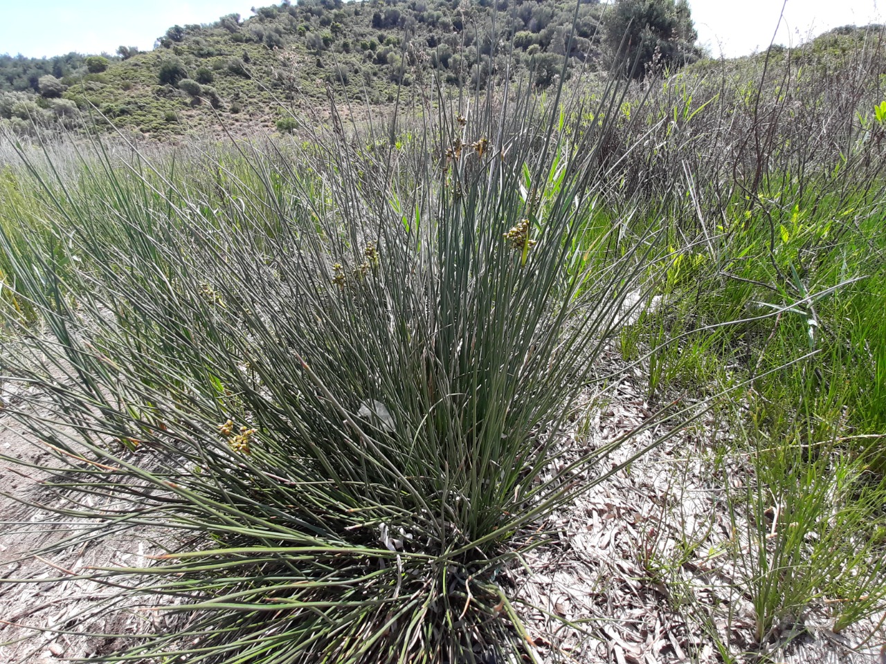 Juncus acutus