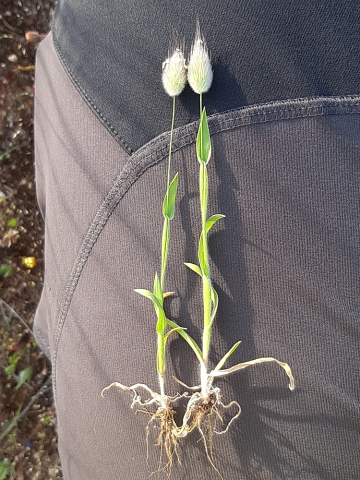 Lagurus ovatus
