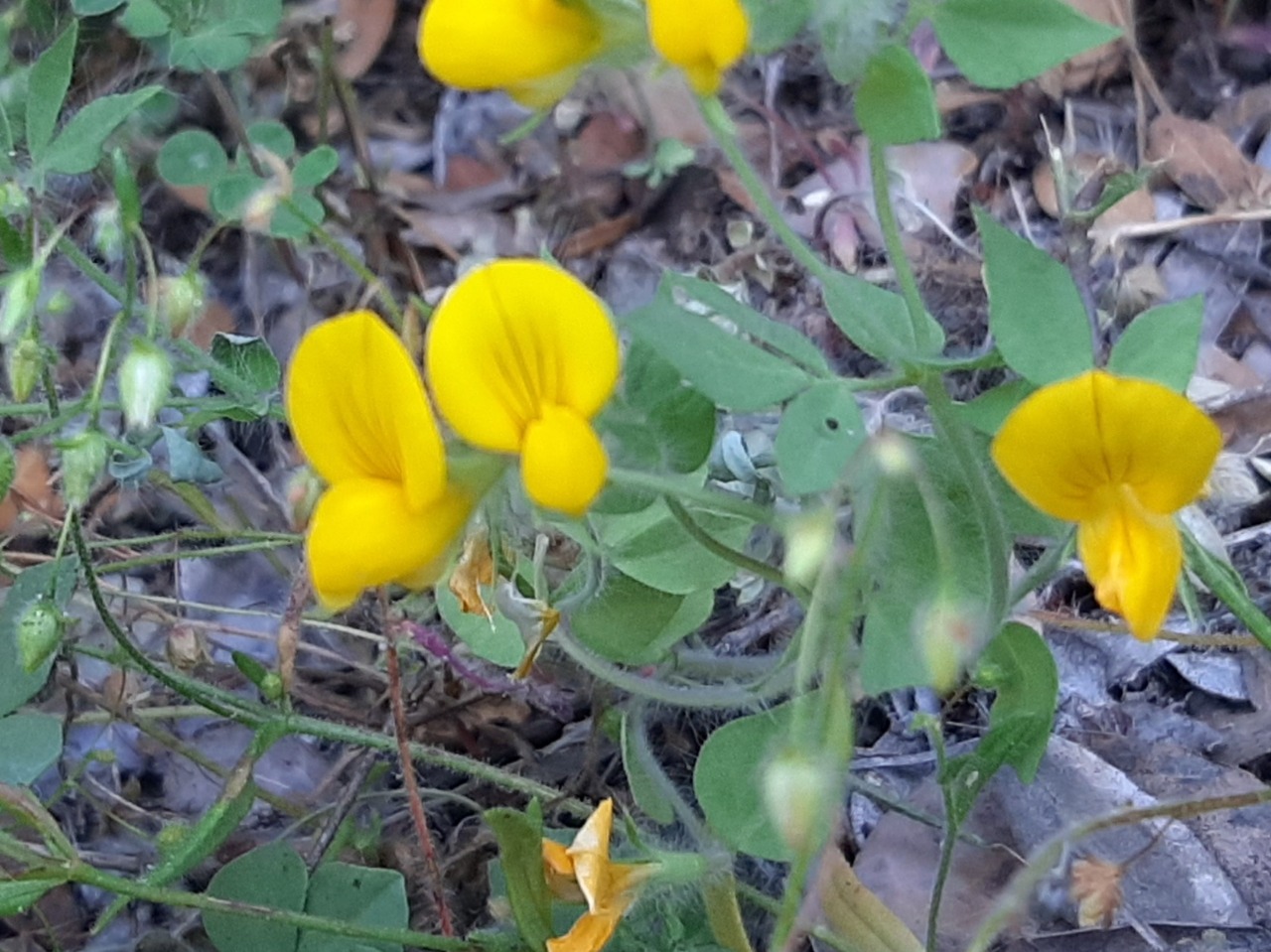 Lotus edulis