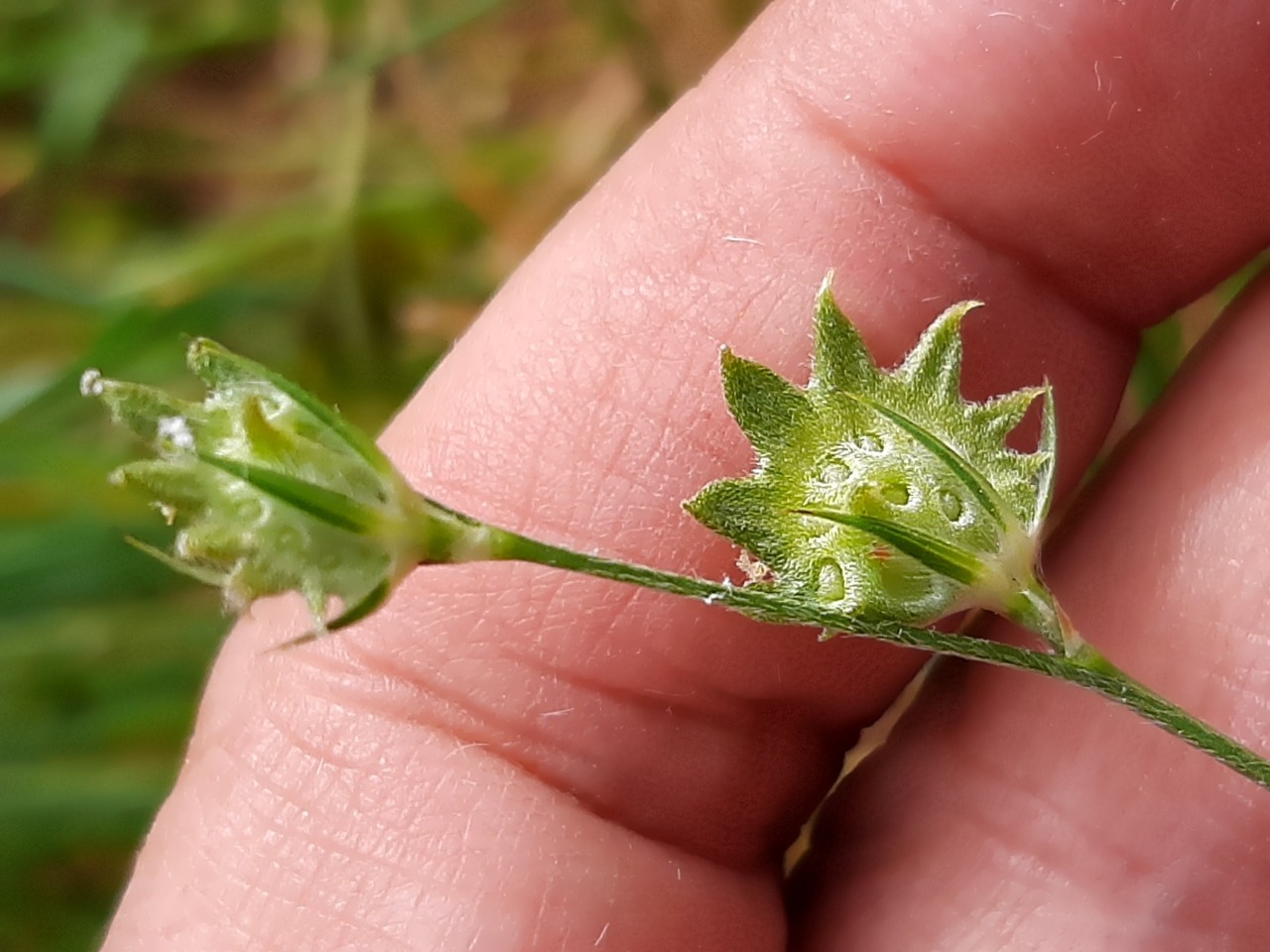 Onobrychis aequidentata