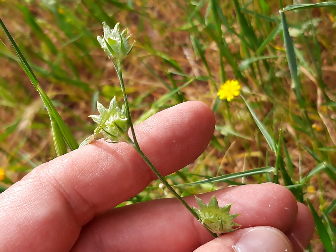 Onobrychis aequidentata