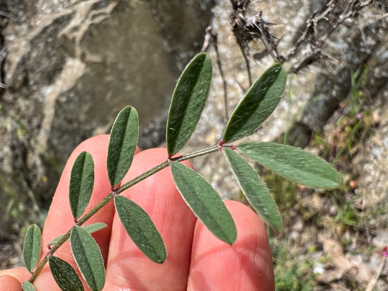 Onobrychis aequidentata
