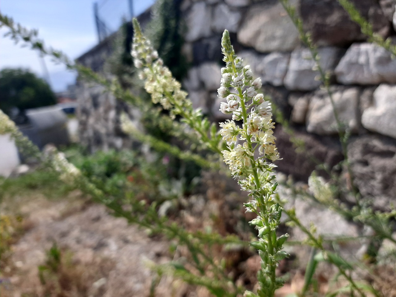 Reseda alba