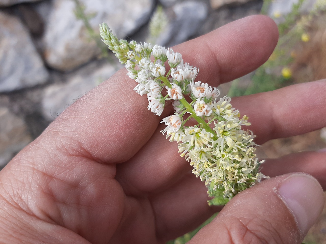 Reseda alba