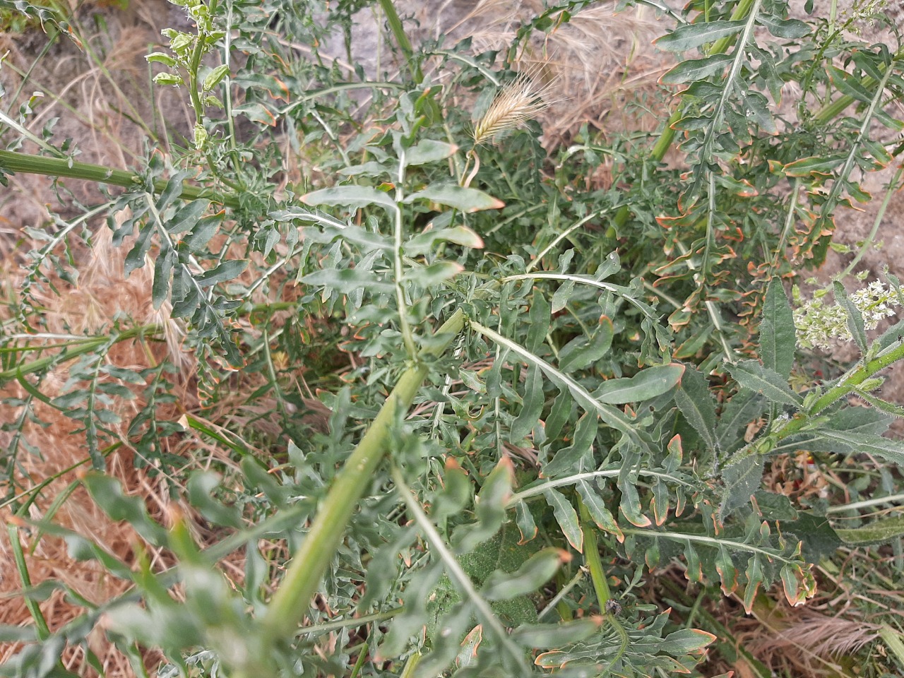 Reseda alba