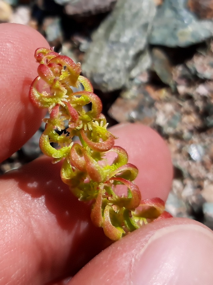 Rumex bucephalophorus