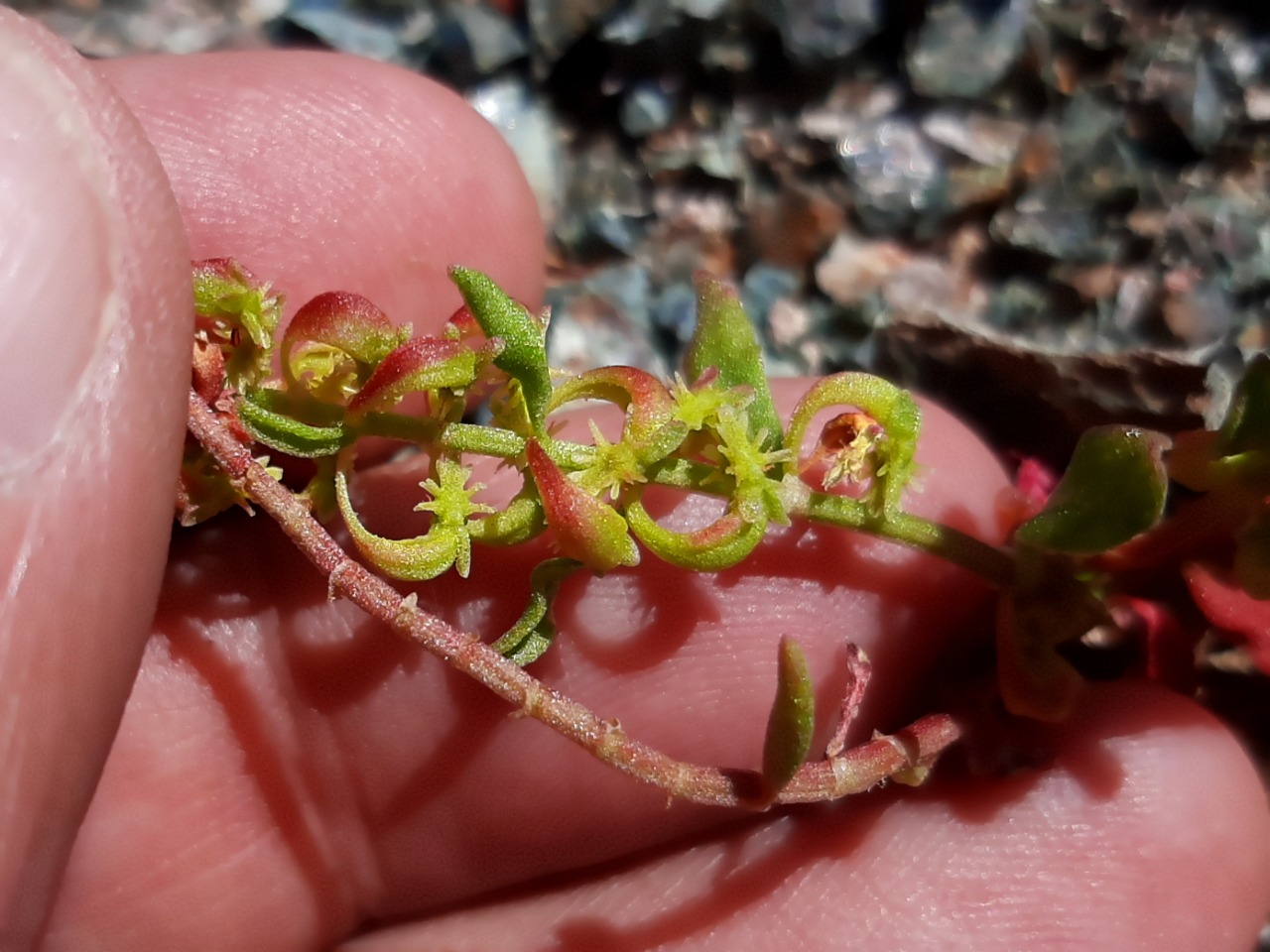 Rumex bucephalophorus