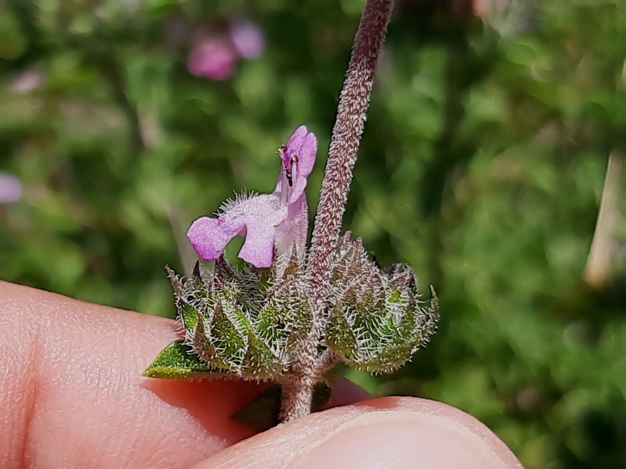 Satureja thymbra