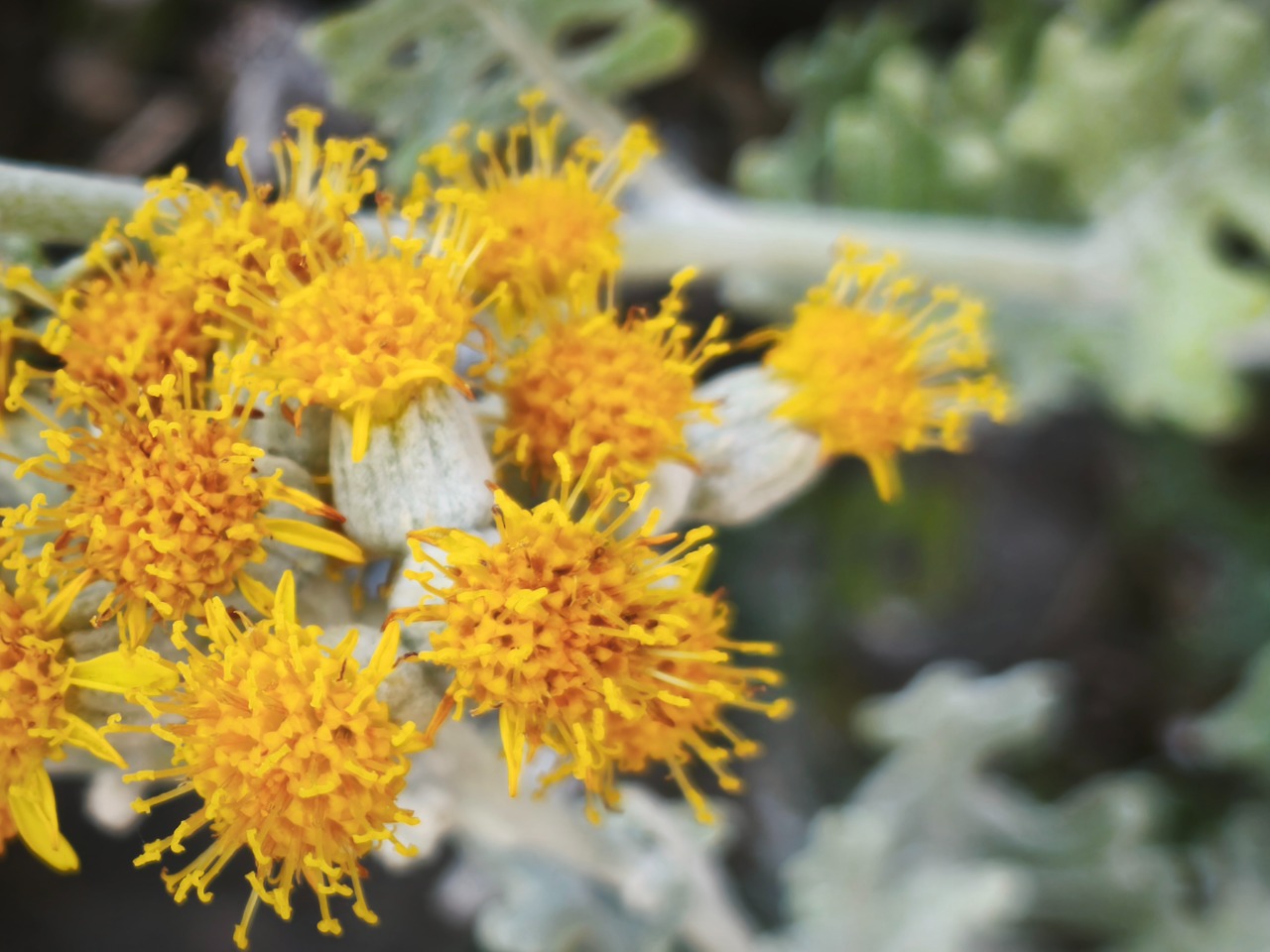 Senecio bicolor