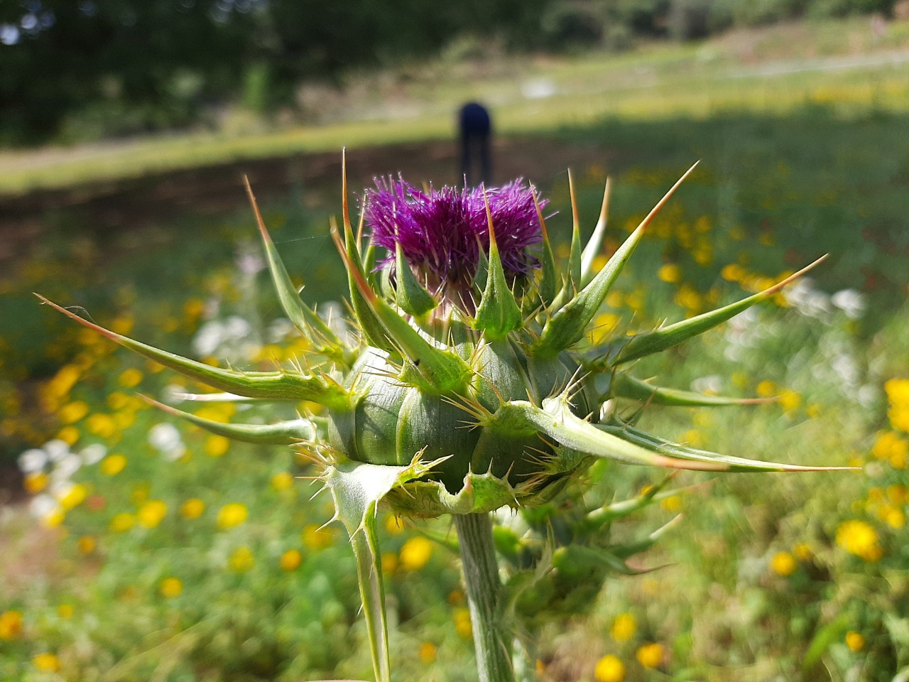 Silybum marianum