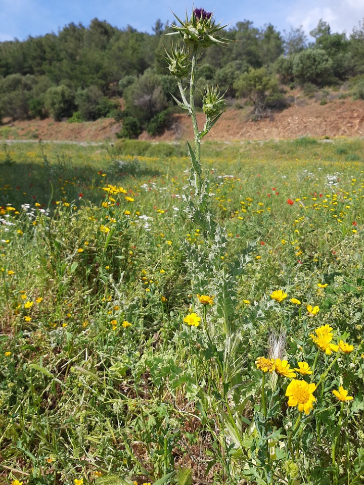 Silybum marianum