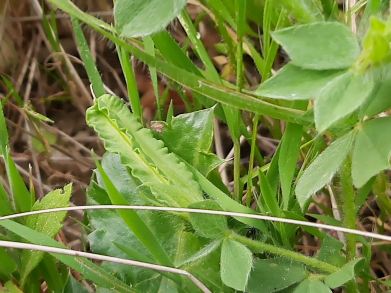 Tetragonolobus purpureus