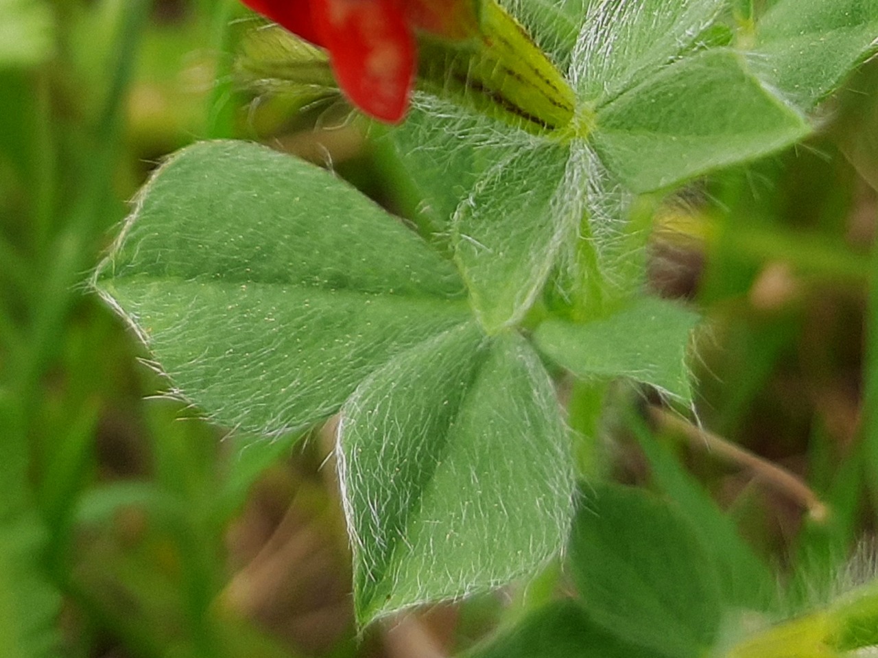 Tetragonolobus purpureus