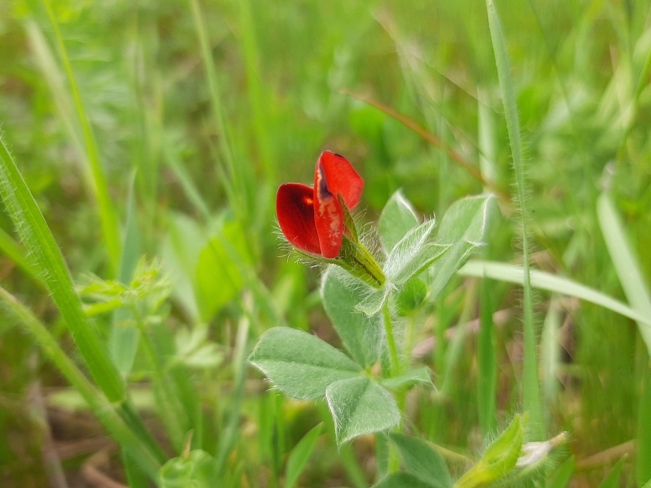 Tetragonolobus purpureus