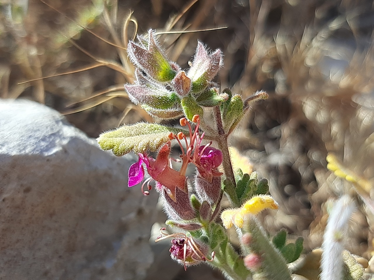 Teucrium divaricatum