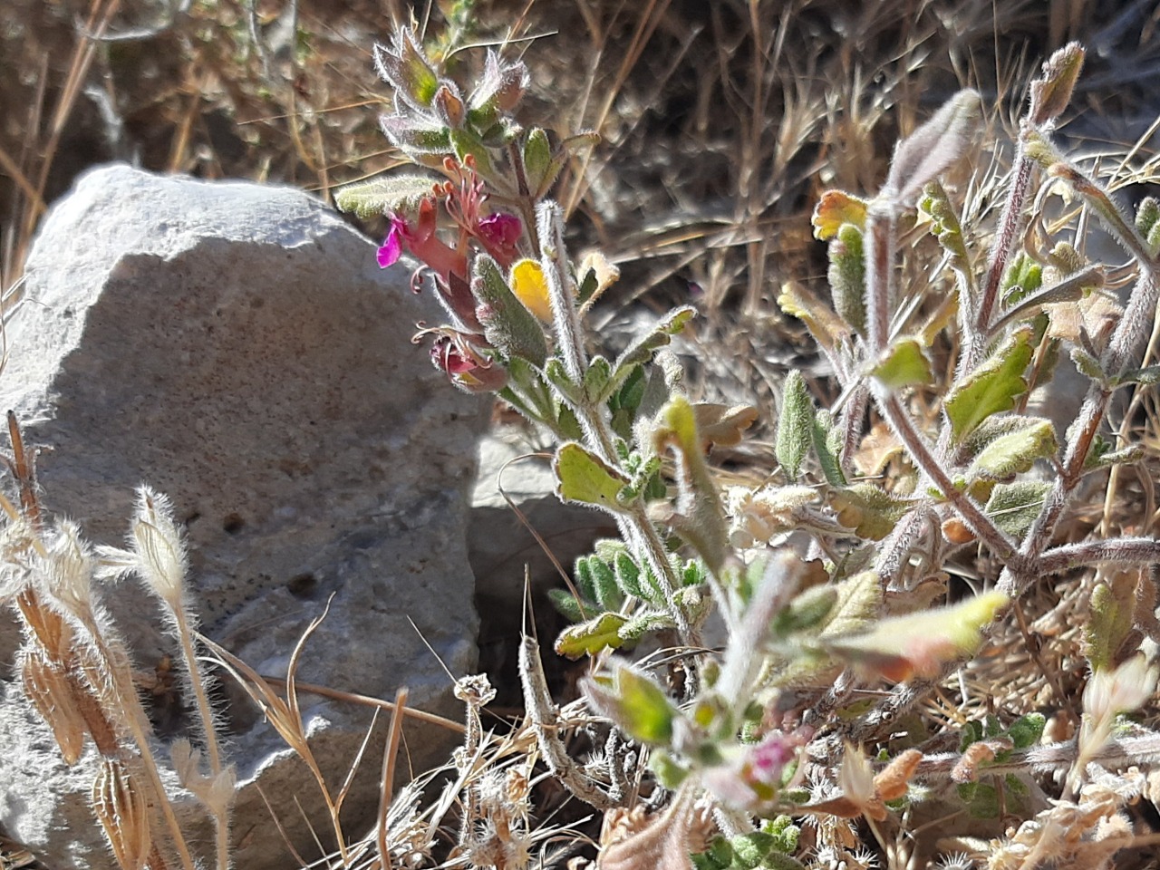 Teucrium divaricatum