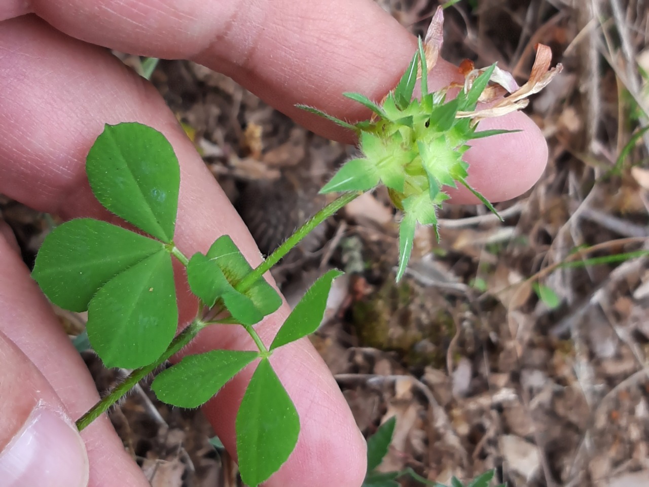 Trifolium clypeatum