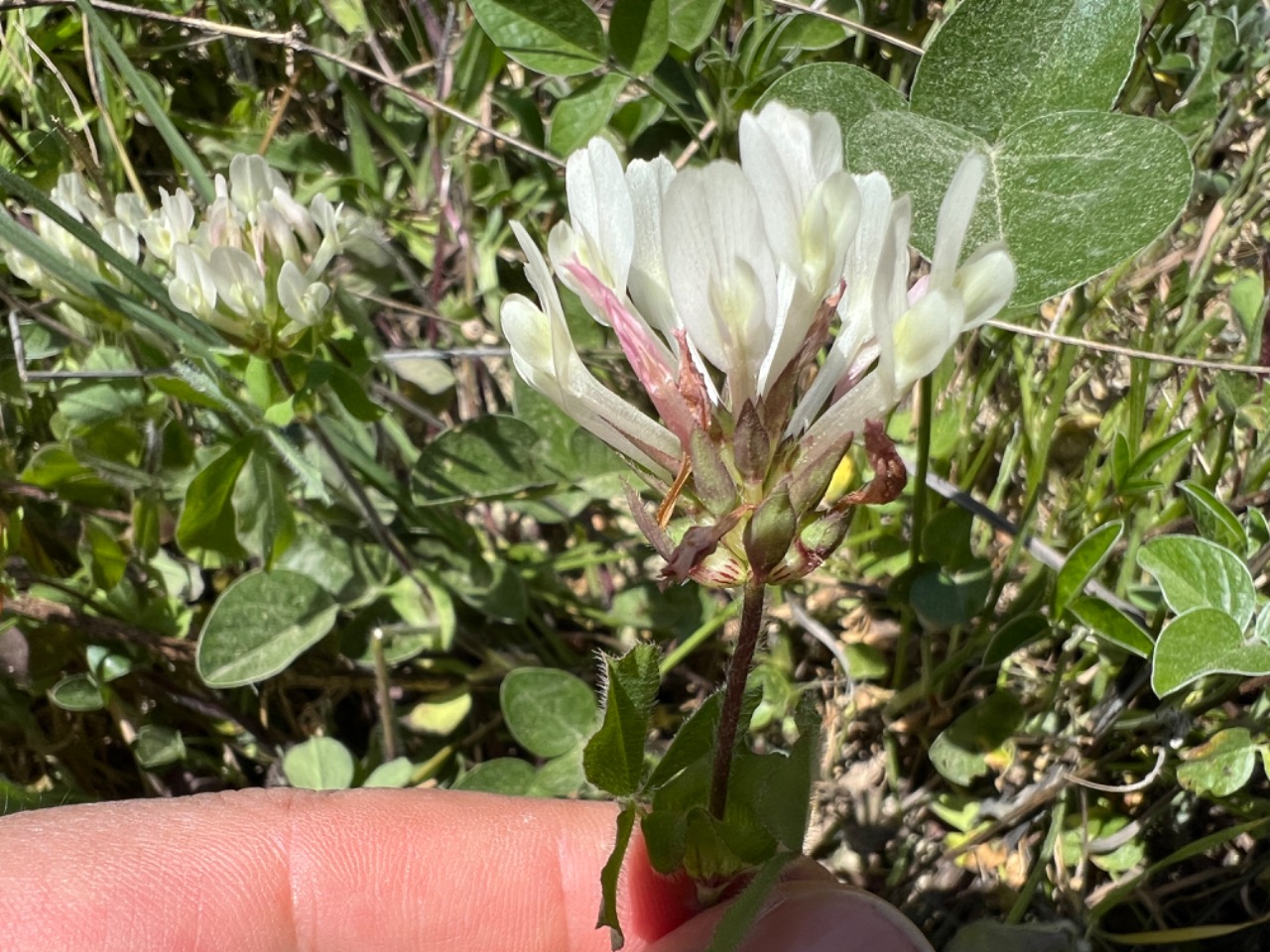 Trifolium clypeatum