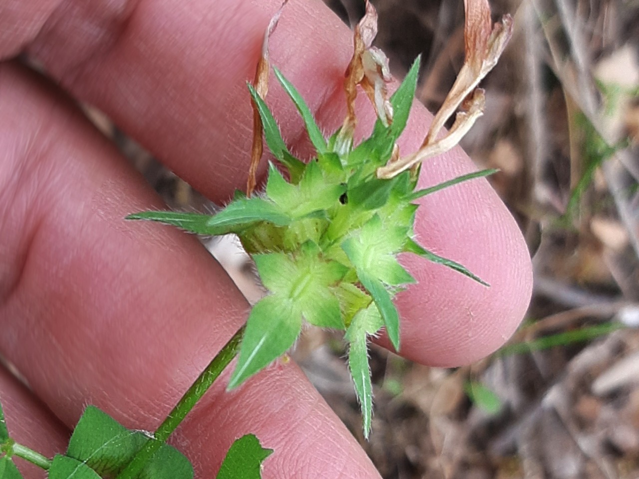 Trifolium clypeatum