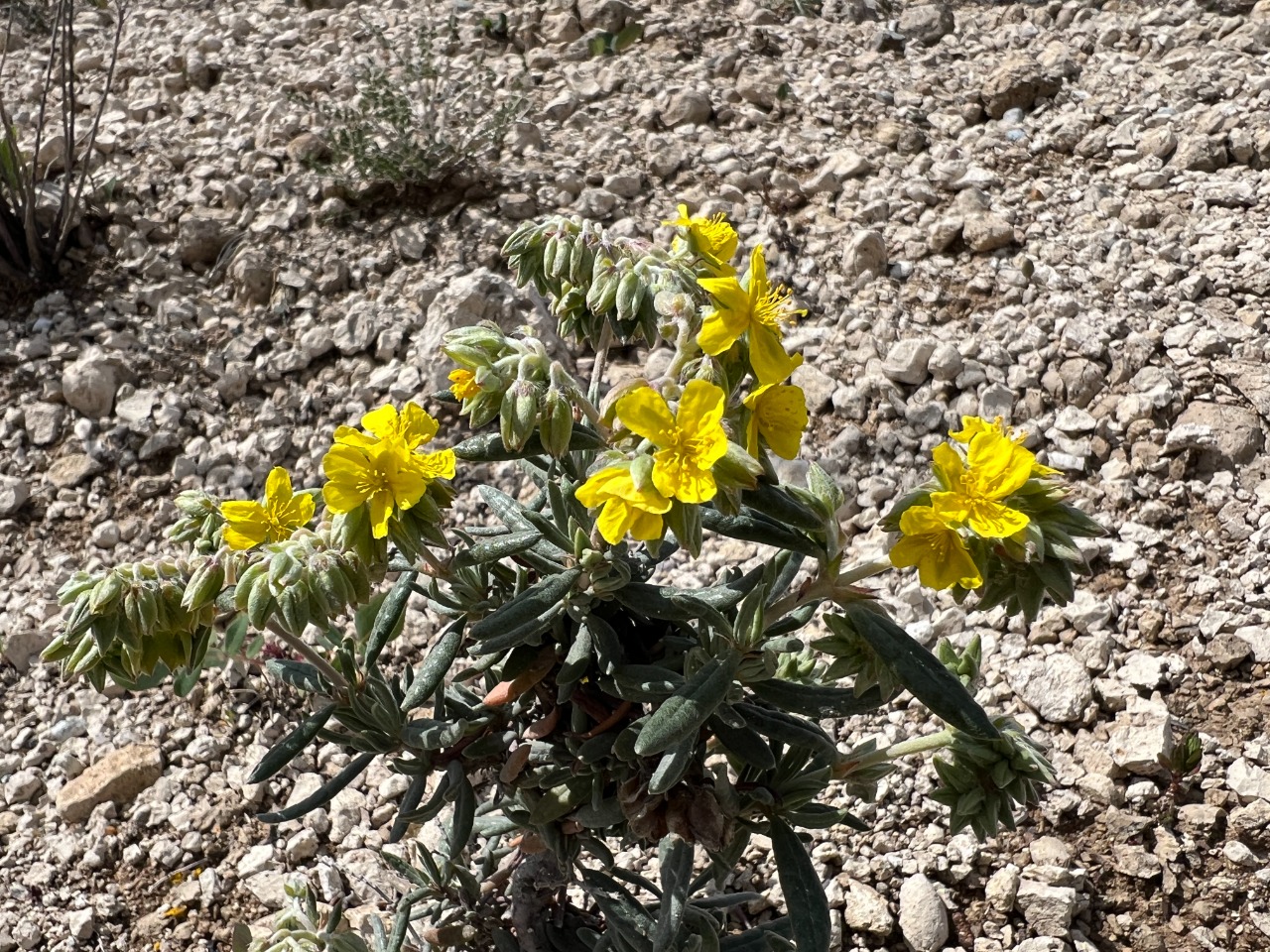 Helianthemum syriacum