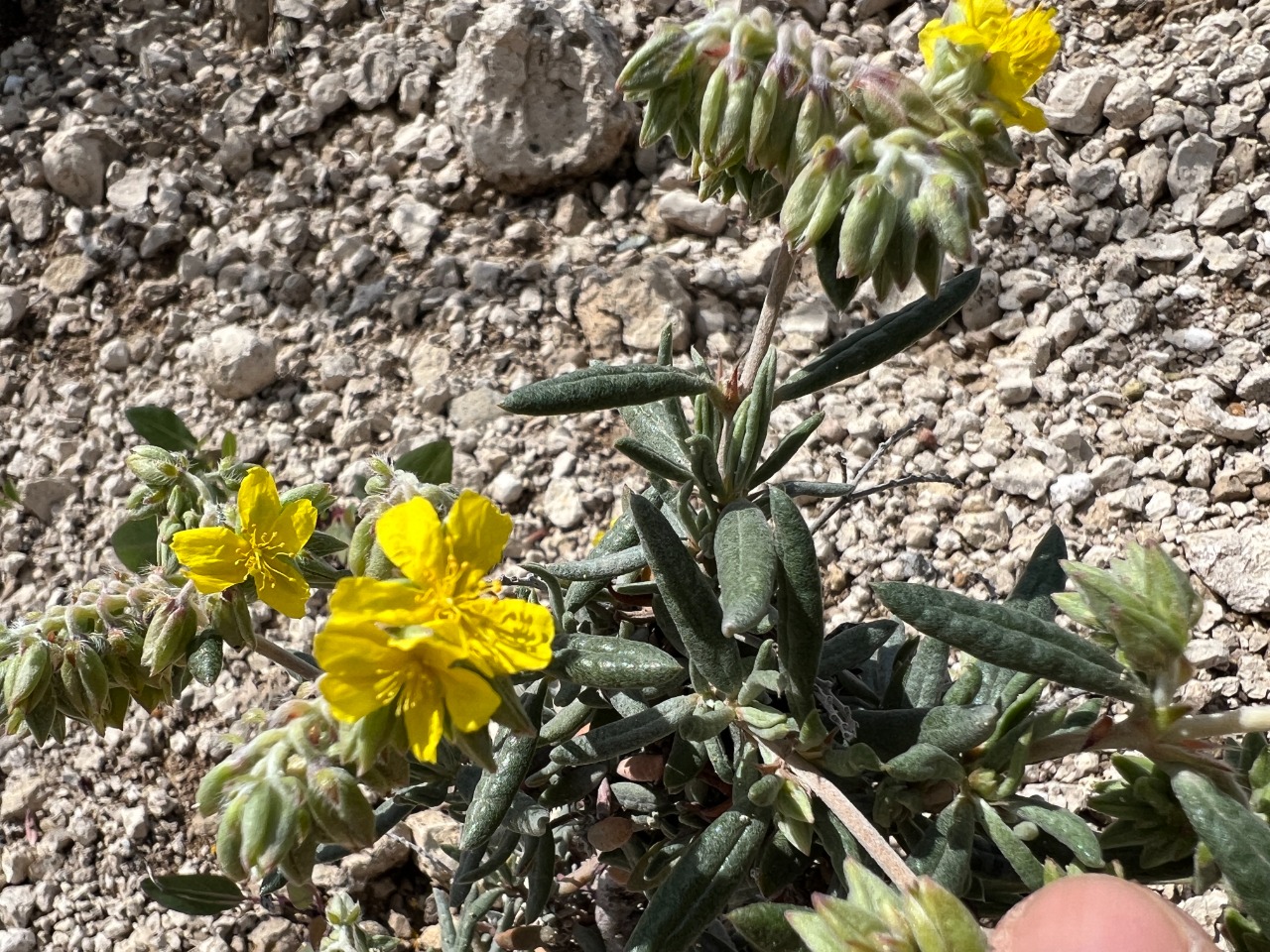 Helianthemum syriacum