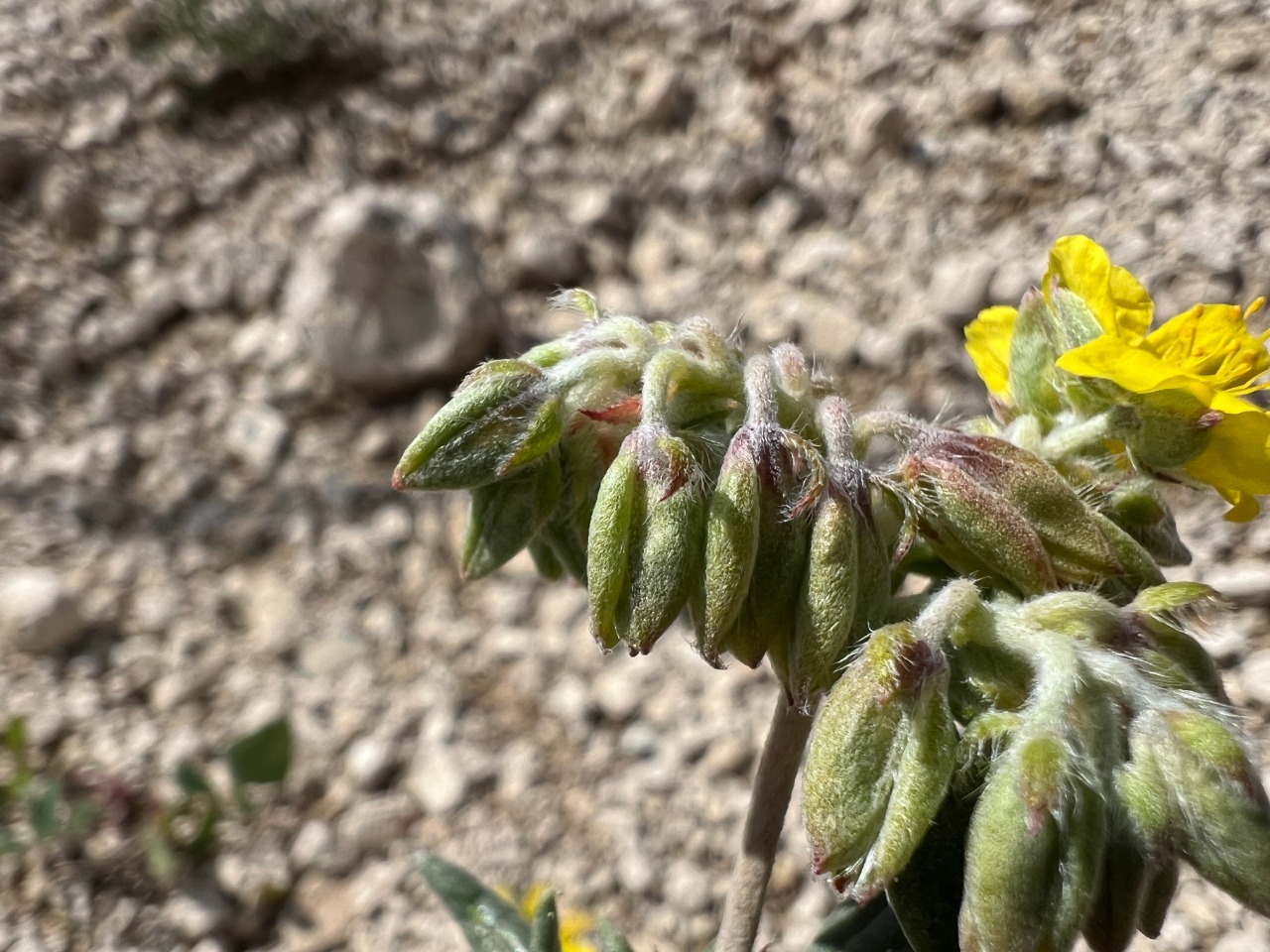Helianthemum syriacum