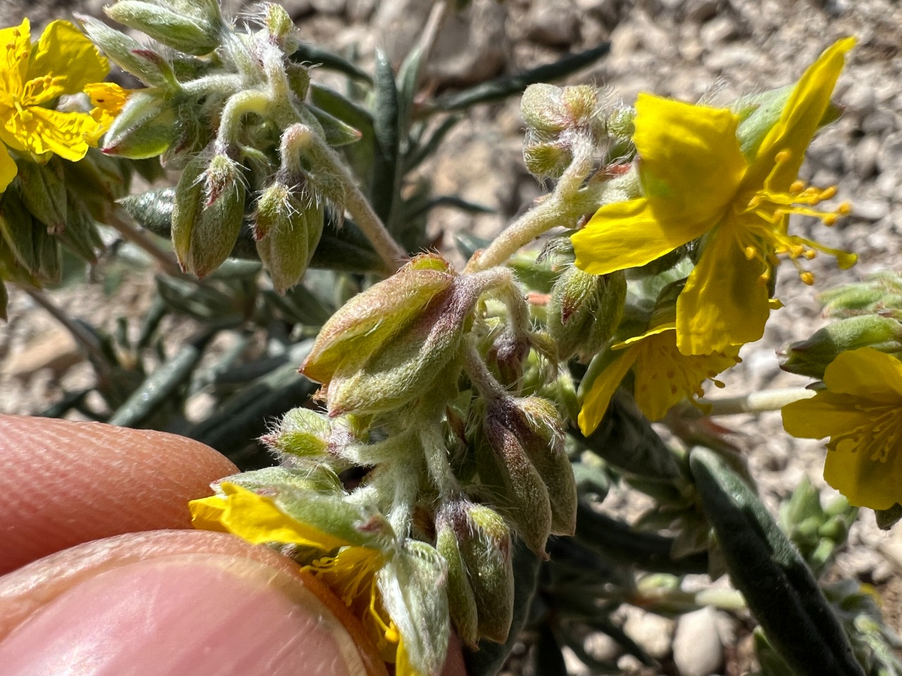 Helianthemum syriacum