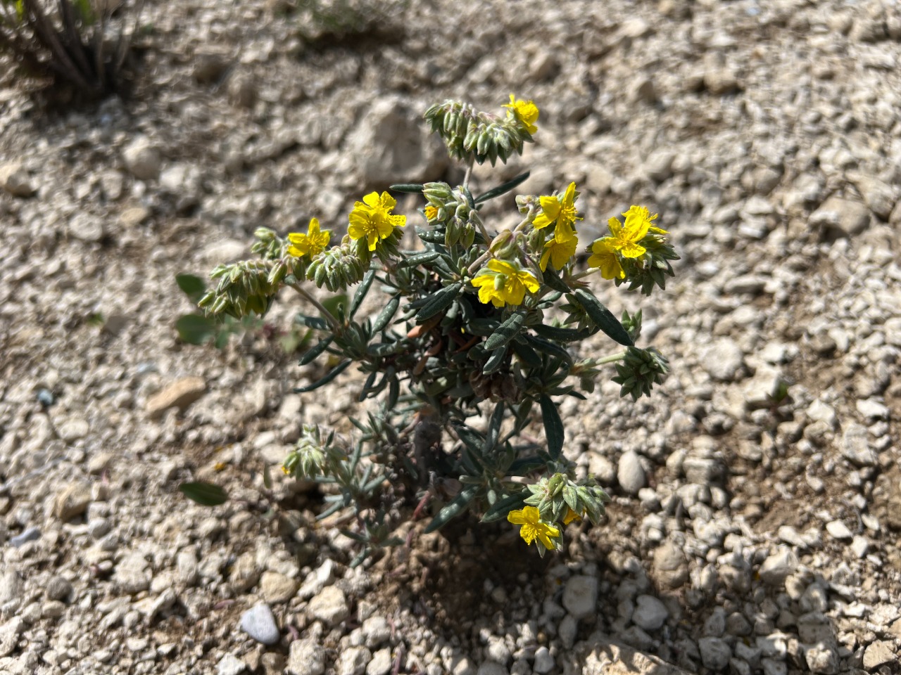 Helianthemum syriacum
