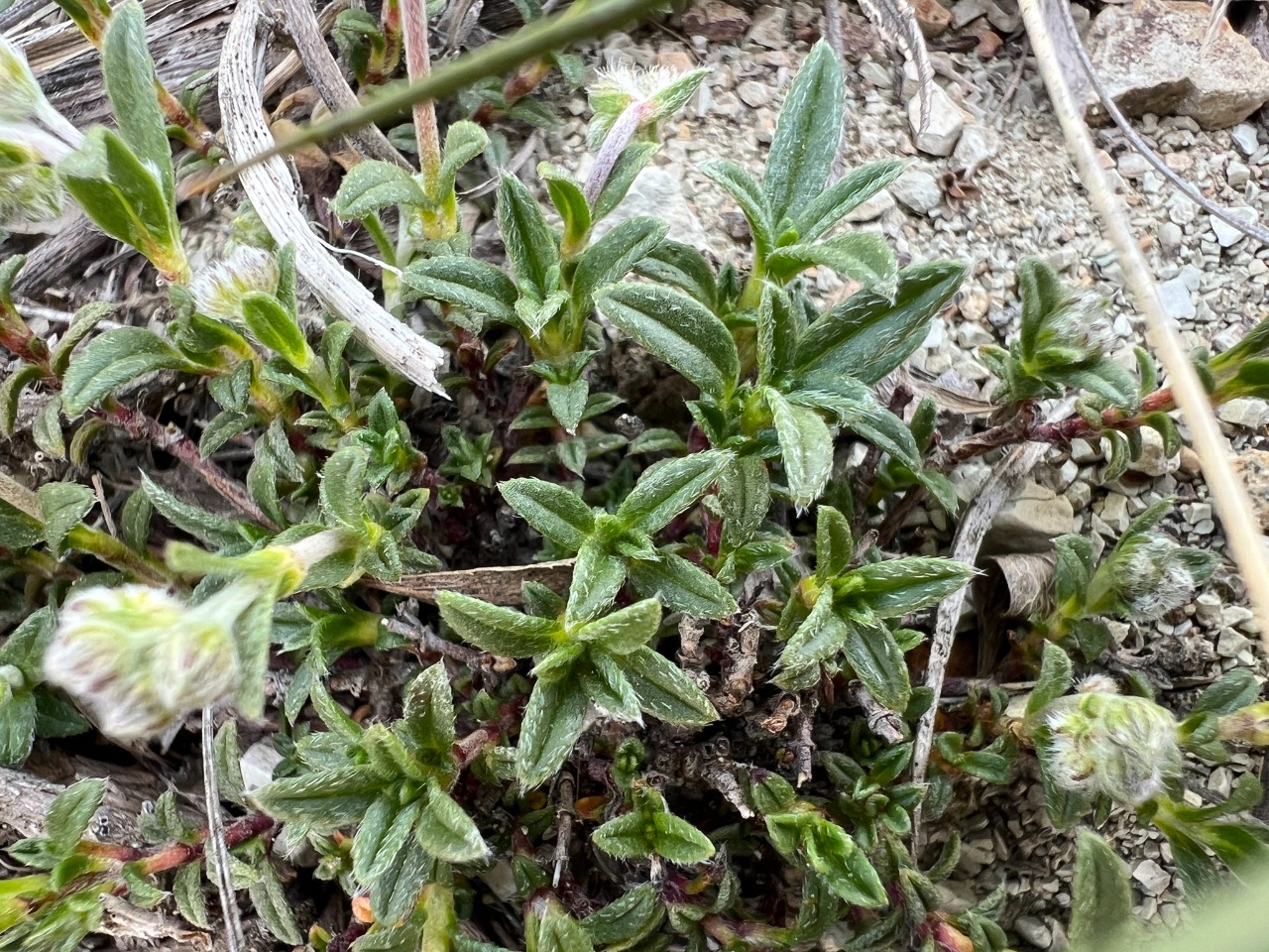 Helianthemum oelandicum