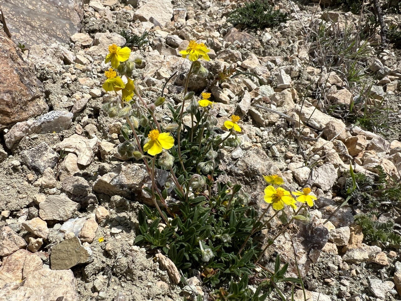 Helianthemum oelandicum