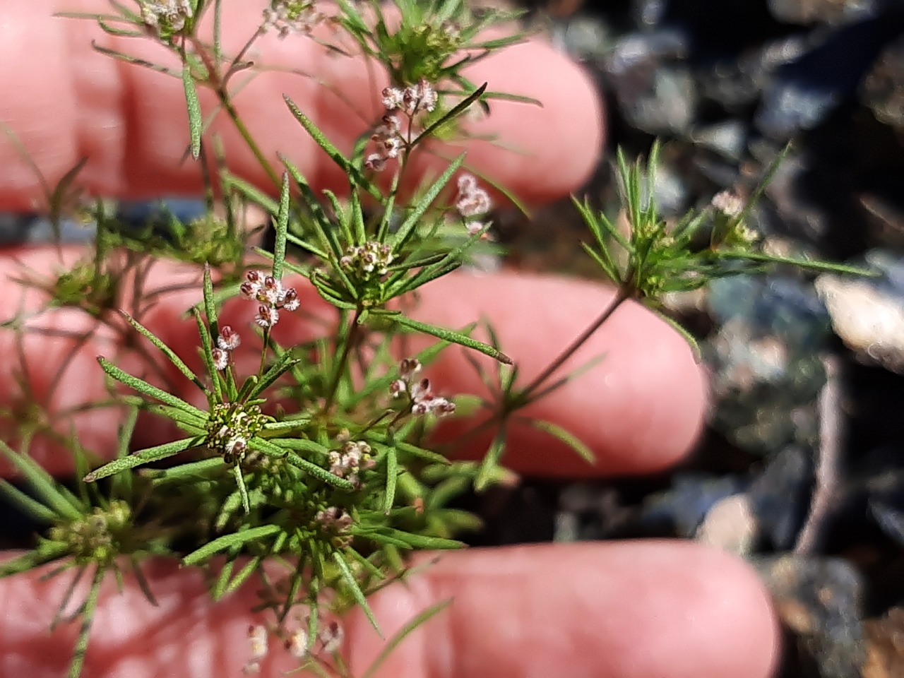 Galium setaceum