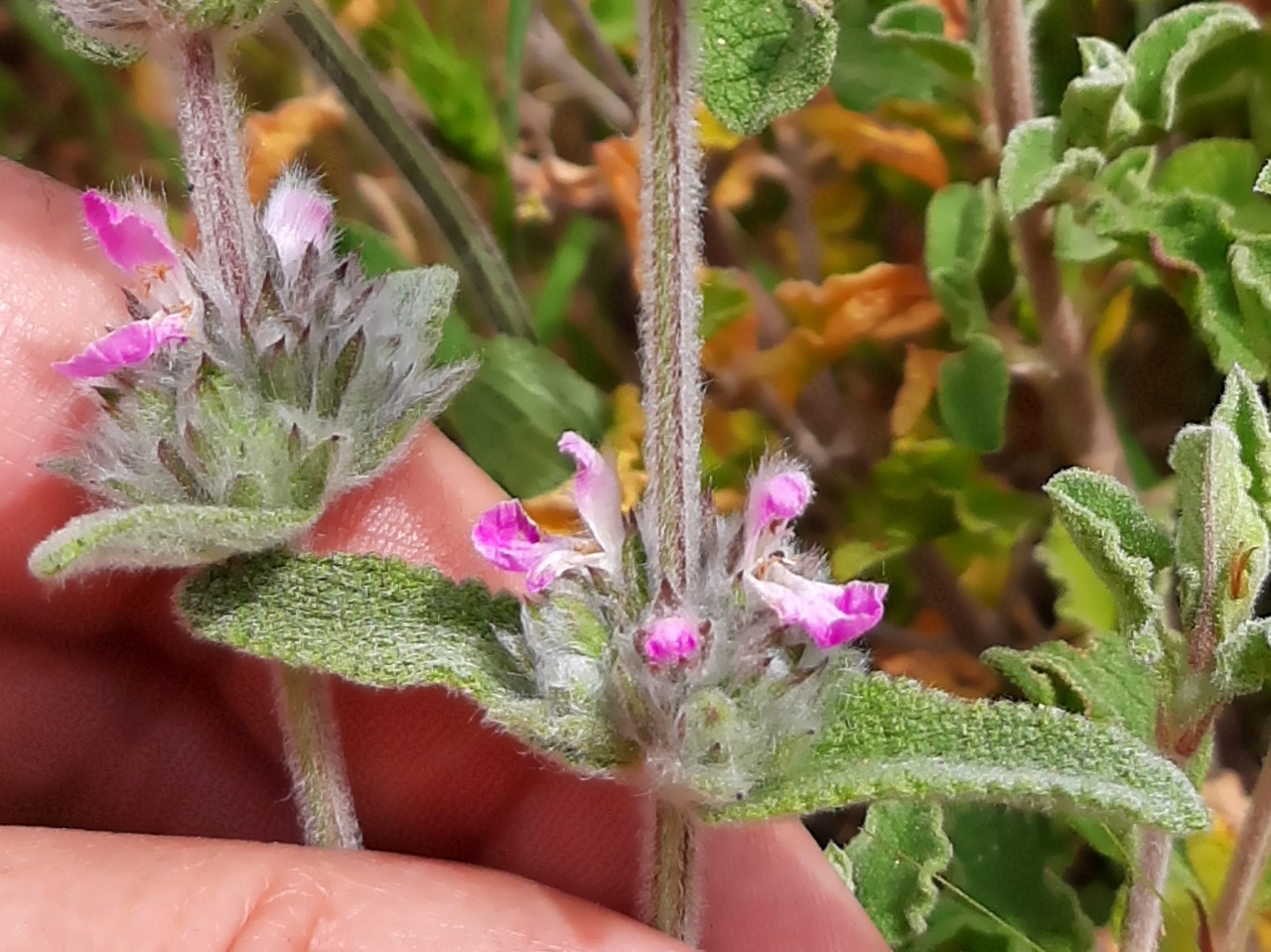 Stachys cretica subsp. vacillans