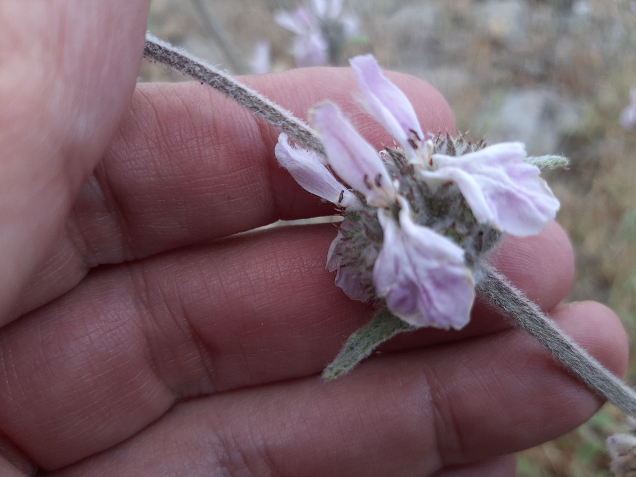 Stachys cretica subsp. vacillans