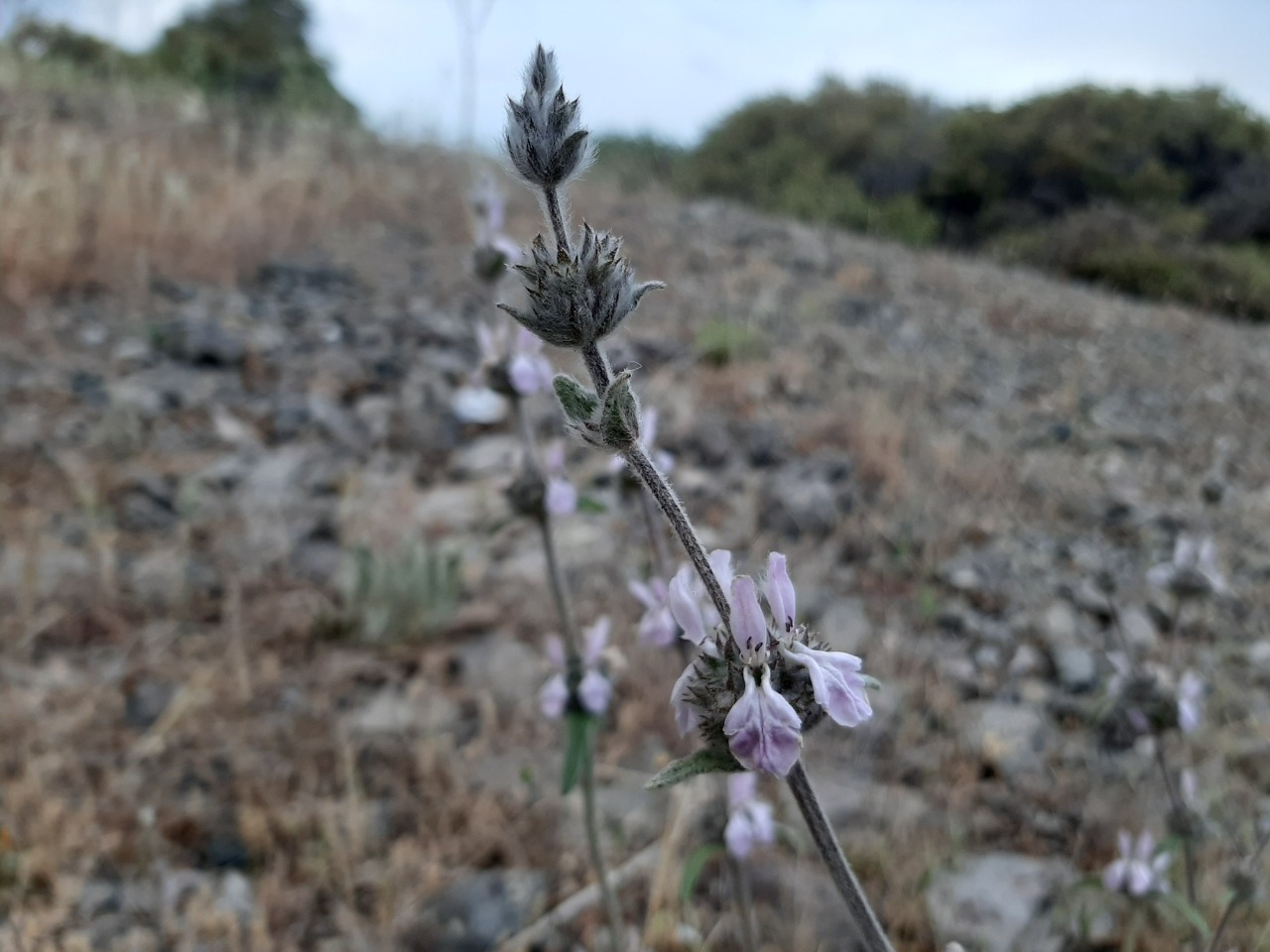 Stachys cretica subsp. vacillans