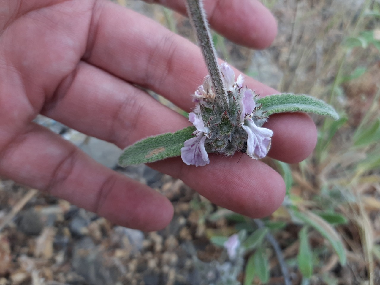 Stachys cretica subsp. vacillans